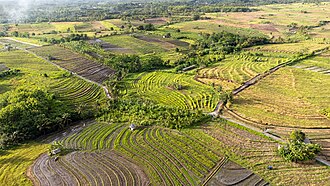 hijau_Berembeng